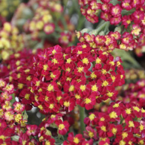 Yarrow-Cottage-Red-Close-350